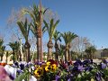 140312_fes bloemenpracht bij dar el makhzen